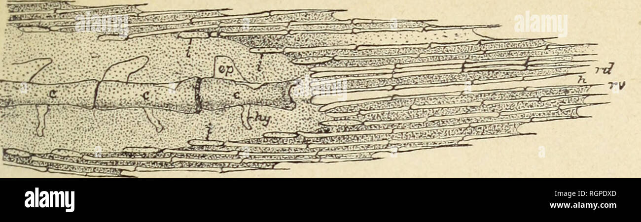 . Bulletin de la Societe Belge de Geologie, de Paleontologie et d'Hydrologie. Bull. Soc. belg. Géol., Paléont. et Hydr. T. IX(i8g5). Pl. X.. Fig. i. — Fierasfer dentatus, Cuvier. — Physoclyste. Pour montrer l'avortement de l'extrémité terminale de la queue homocerque ncestrale. — D'après M. C. Emery.. Please note that these images are extracted from scanned page images that may have been digitally enhanced for readability - coloration and appearance of these illustrations may not perfectly resemble the original work.. Société belge de géologie de paléontologie et d'hydrologie. Bruxelles Stock Photo