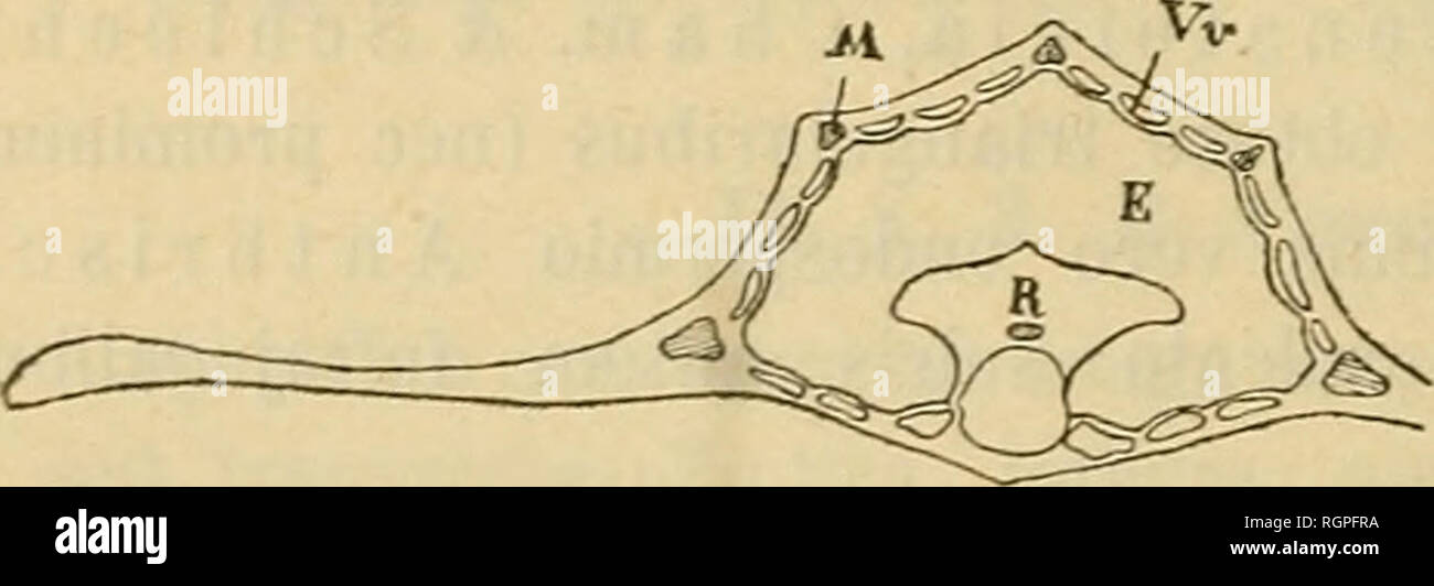 . Bulletin de la Société impériale des naturalistes de Moscou. Science; Biology; Geology; Natural history. Fig. XI. Prangos pa b u 1 a r i a, L i n d 1. .s. 1.. Fig. XII. Prionosciadium m e X i ? a n u m., (V a t ? e) S. W a t s. 1 Auctores banc speciem ad Lichtensteiniam referentes etiam L,. ? b s ? u r a, (S p r. 18 2 5) m. (nec L. t r i f i d a, Cham. iV Schlecht 18 2 6) earn dicere debent. l. Please note that these images are extracted from scanned page images that may have been digitally enhanced for readability - coloration and appearance of these illustrations may not perfectly resemble Stock Photo