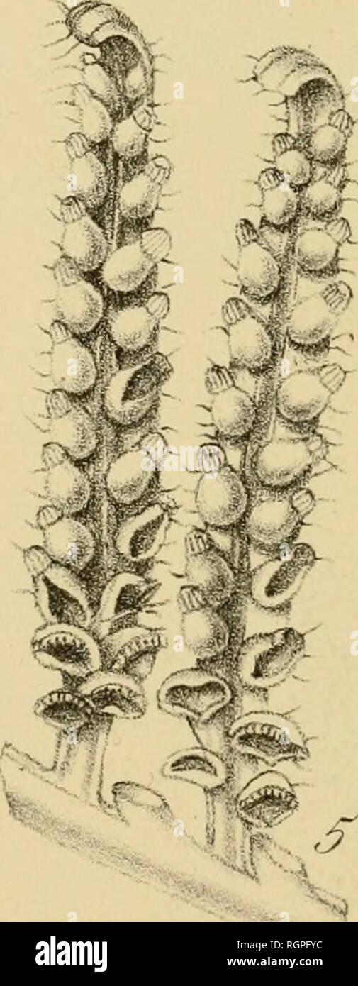 G Severeyns Lith High Resolution Stock Photography And Images Alamy G Severeyns Lith High Resolution Stock Photography And Images Alamy