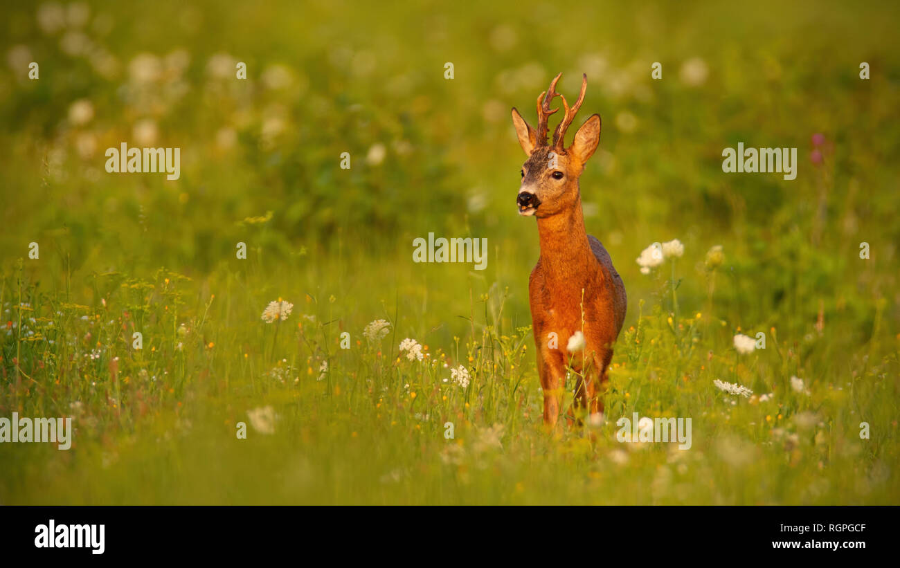 Roe deer buck in summer at sunset on meadow with flowers Stock Photo