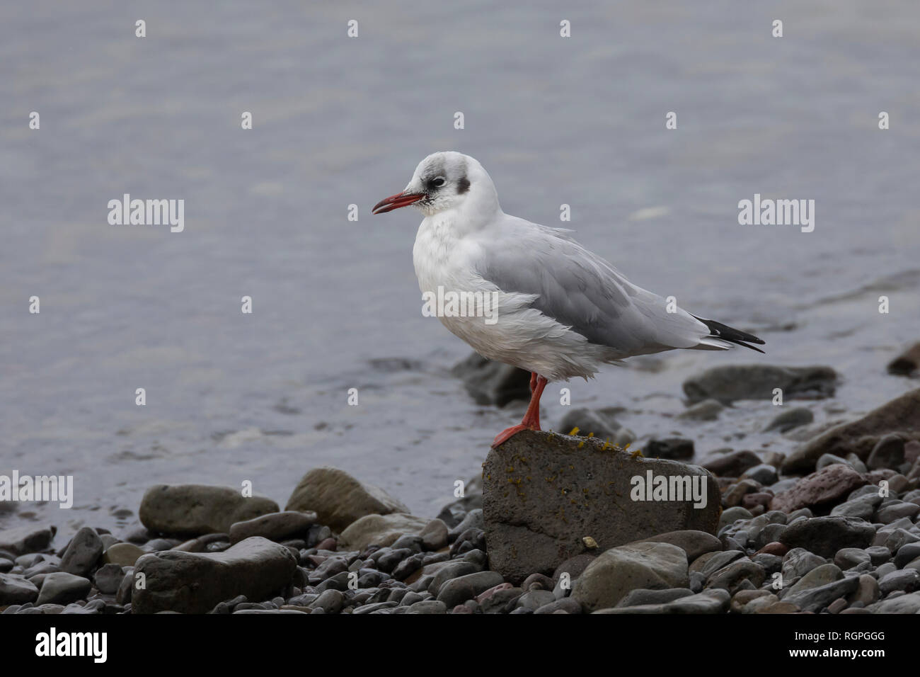 Lachmöwe, adult im Schlichtkleid, Winterkleid, Lach-Möwe, Lachmöve, Lach-Möve, Möwe, Möwen, Möve, Larus ridibundus, Chroicocephalus ridibundus, black- Stock Photo