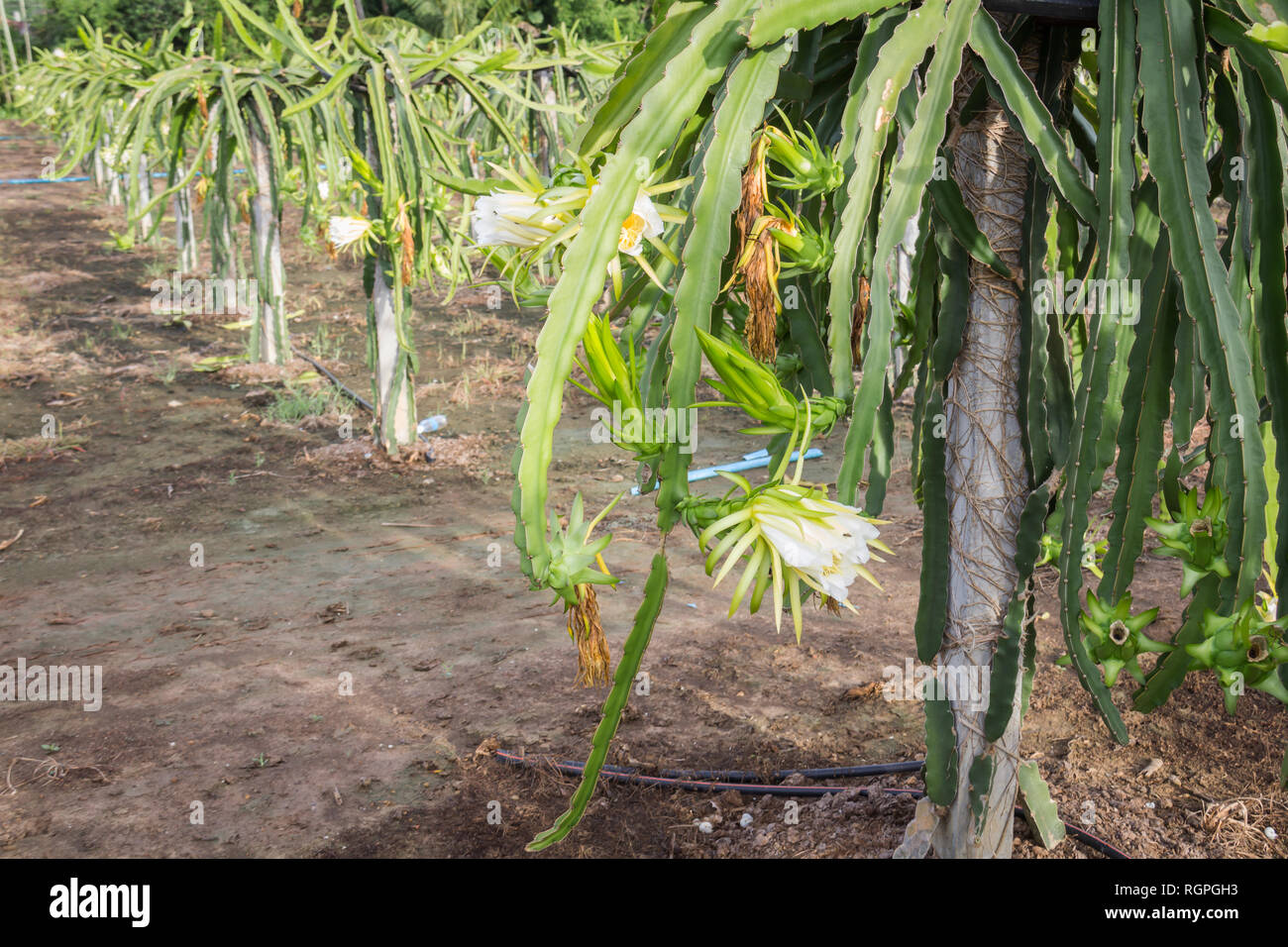 Dragon flower hires stock photography and images Alamy