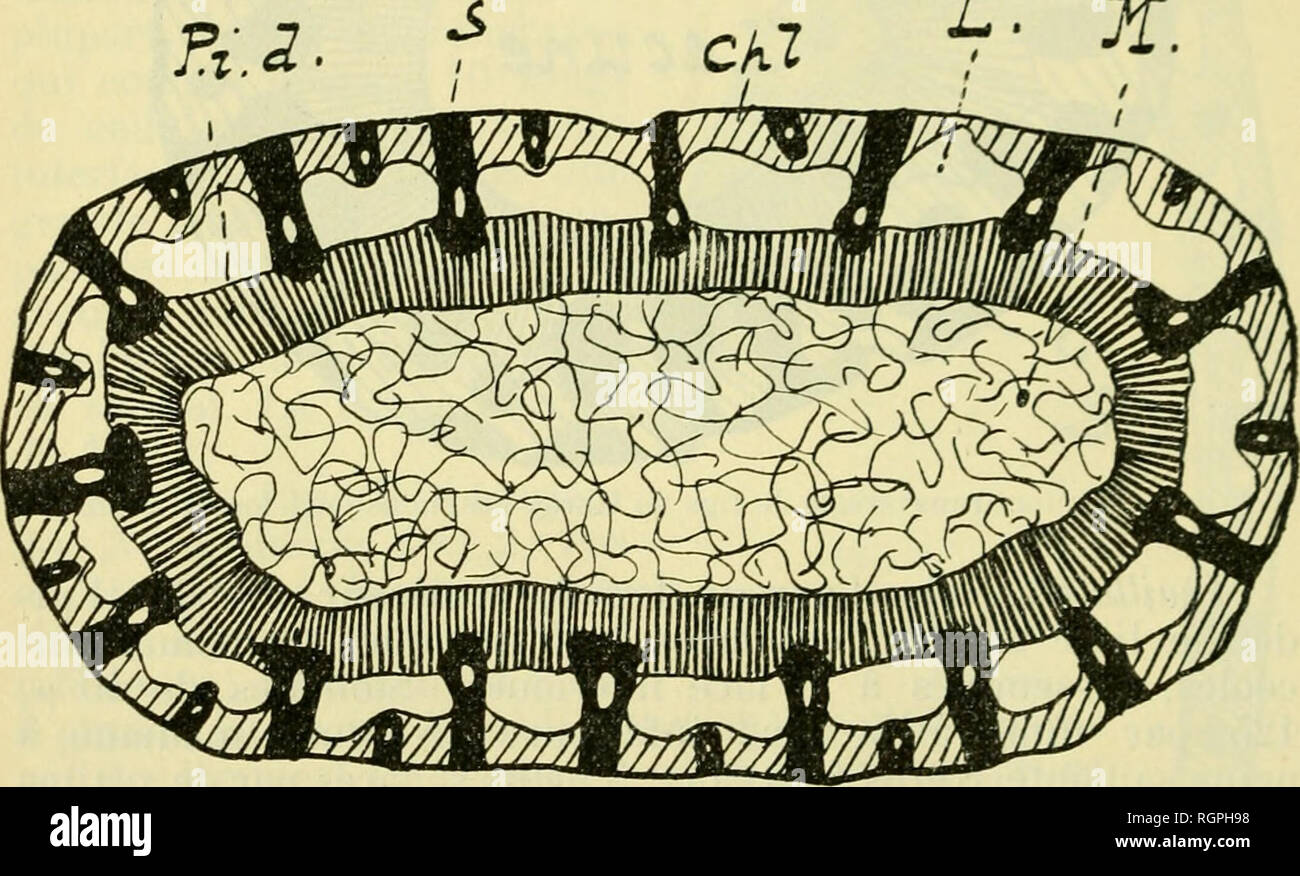 . Bulletin de la Soci neuchloise des sciences naturelles. Science; Natural history. â 8 â basant sur nos travaux antÃ©rieurs sur les Carex suisses ^ nous croyons aussi que ces ciiiTÃ©rences ne sont jias spÃ©cifiques et rentrent Vlans les variations d'un mÃªnne type. En elÃ®et, la disposition de rapi)areil libÃ©roligneux et de l'appareil aÃ©rifÃ¨re reste la mÃ´me dans le type et dans la forme )tiihor, ils ne prÃ©- sentent que des diffÃ©rences de forme ou de proportions. 5. GOBRESIA SCH(KNOIDES, BÅck. Plante de 40 cm., mÃªme stations que numÃ©ros prÃ©cÃ©dents. Tige (fig. 7). Section oblongue, la Stock Photo