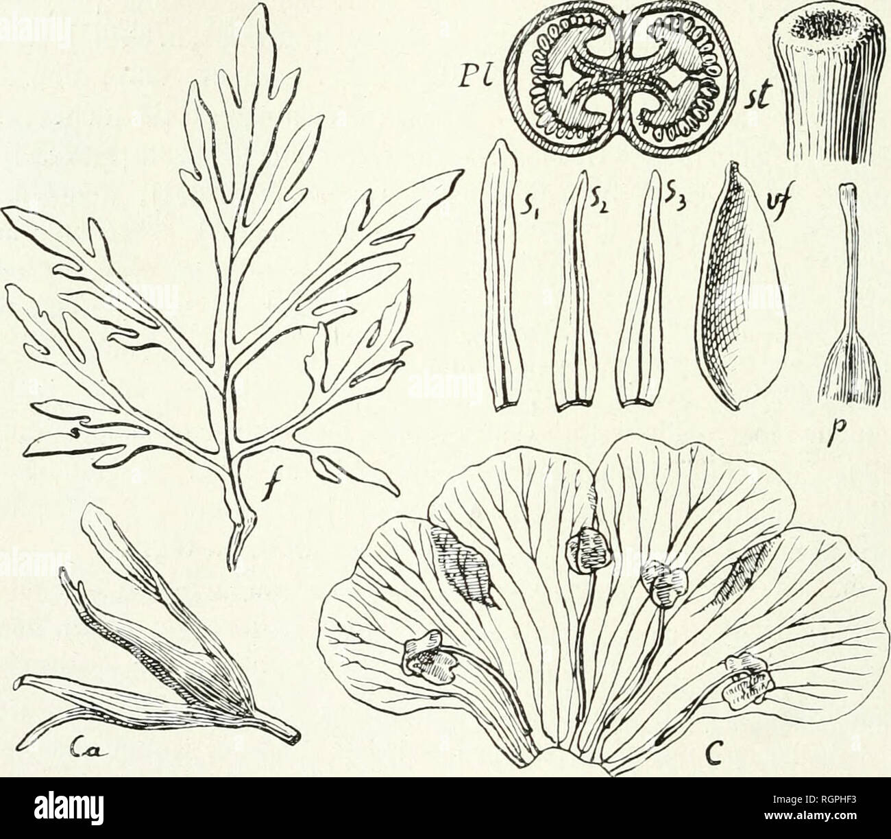 . Bulletin de la Socit botanique de Genve. Plants; Plants -- Switzerland. 250 BULLETIN DE LA SOCIÃTÃ BOTANIQUE DE GENÃVE (96) PlantÅ erectae ramosa foliis pinnatifidis oppositis vel ternatim verticillatis, floribus axillaribus, pedicellatis, bracteolis nullÃ¹. Genus a Stemodia calycis lobo postico, corollae lnlto conico, nec cylindrico, et lobis rotundatis, stylo haud deflexo nec apice explanato, et foliis pinnatifidis differt. Verena Hassleriana (Ghodat) Minod Stemodia Hassleriana : Chodat, PlantÅ HasslerianÅ, II, in Bulletin de l'Herbier Boissier, II, IV (1901), 383. Plante dressÃ©e, robust Stock Photo