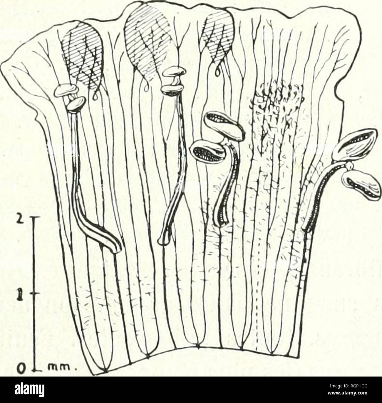 . Bulletin de la Socit botanique de Genve. Plants; Plants -- Switzerland. (87 M. MIN0D. CONTRIBUTION A L'ÃTUDE DU GENRE STEMODIA 241 Planta' Immiles, diffusa?., procurribentes; ramosissimse, pubescentes- glandulosÅ, foliis longe petiolatis verticillatis, floribus axillaribus breviter pedicellatis, bracteolis nullis. A Stemodia genus fructu differt. A Poario (v. siÃ¯pr.) capsula i valvis nec bivalvis, loculis polyspermis nec dispermis foliisque verticillatis nec oppositis. Lendneria humilis (Solander) Minod ? Ageratum americanum procumbens., foliis subrotundis serratis glabris : Houstoun mss. ( Stock Photo