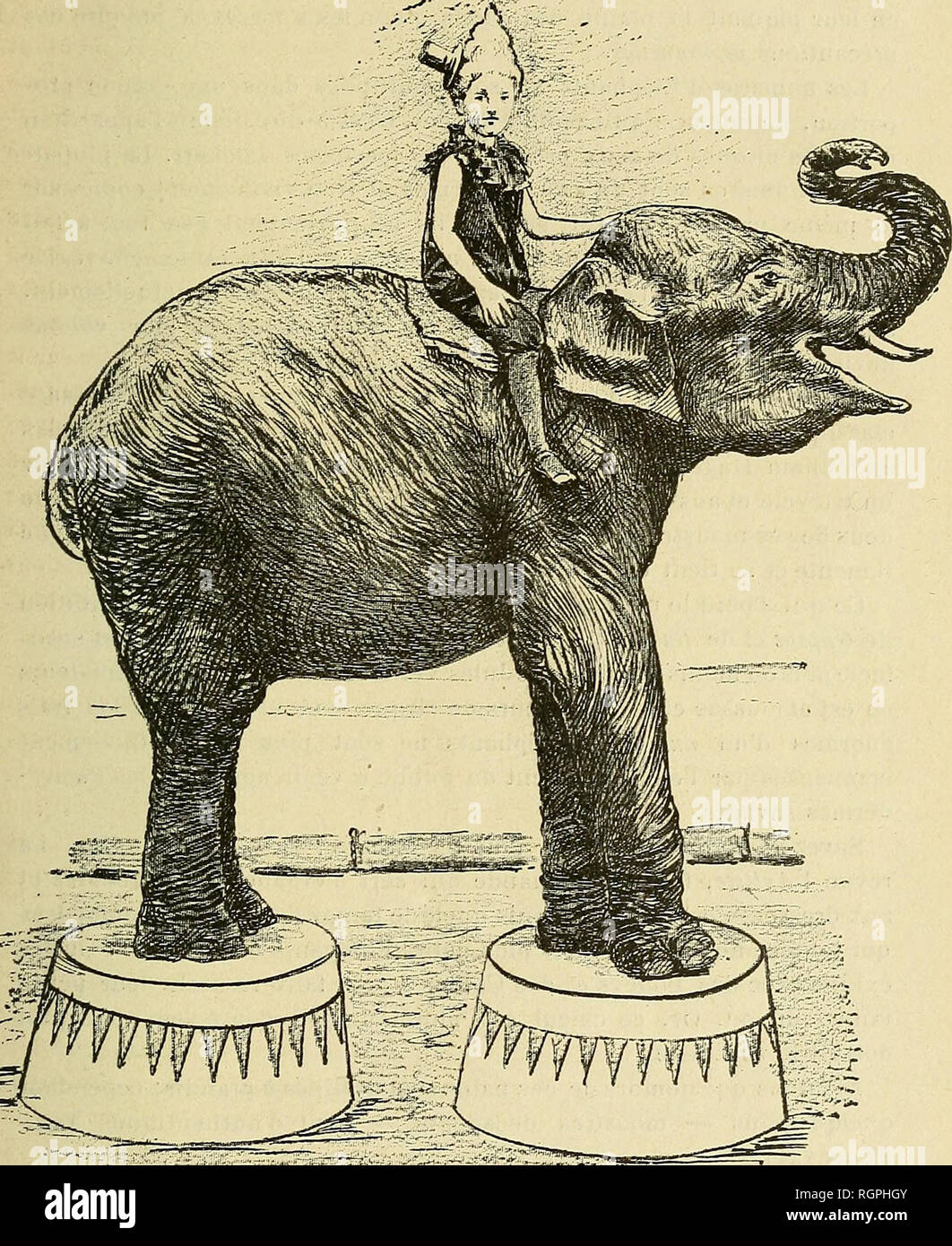 4 images 1 mot 5 lettres tronc d'arbre elephant
