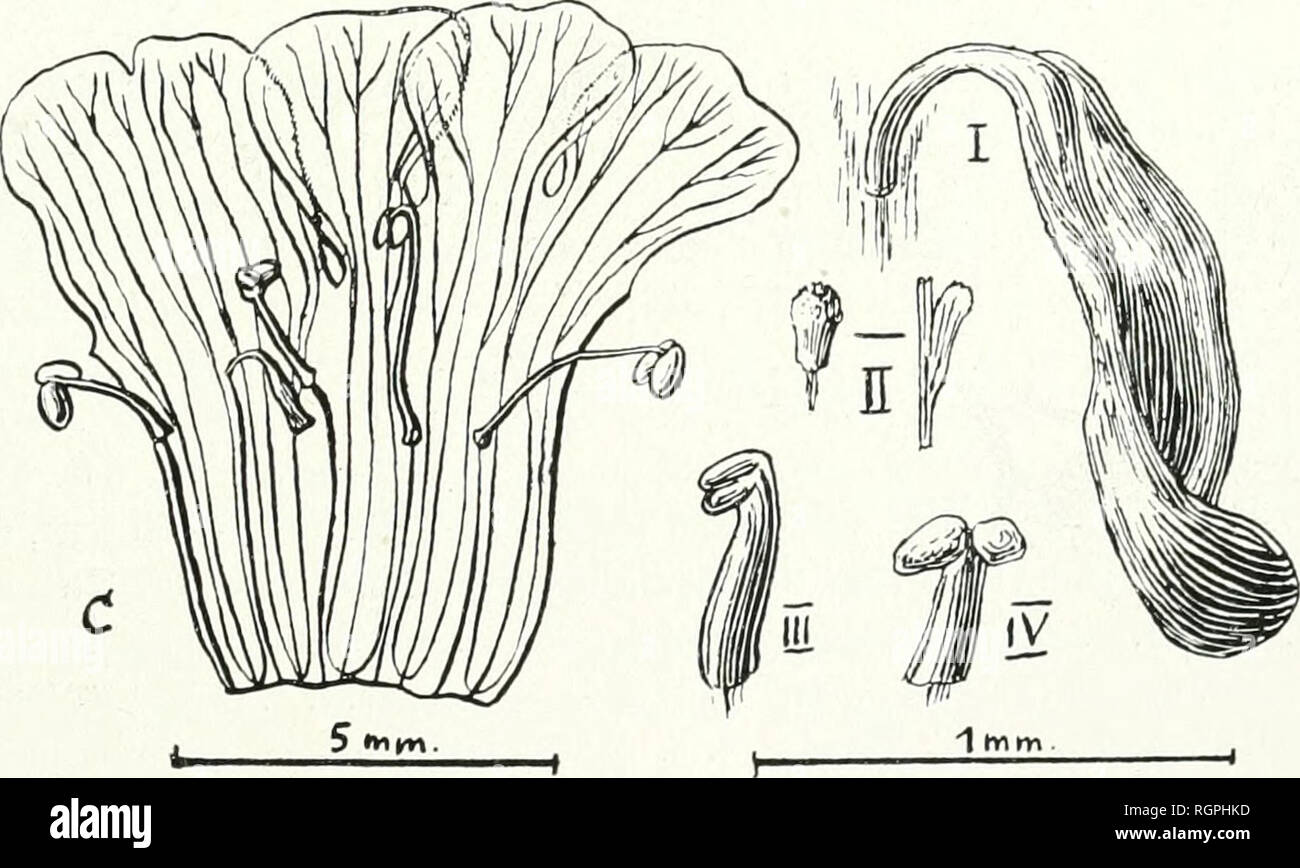 . Bulletin de la Socit botanique de Genve. Plants; Plants -- Switzerland. (51) M. M1N0D. CONTRIBUTION A L'ÃTUDE DU GENRE STEMODJA 20i) bien au type Stemodia, de mÃªme que le fruit. Cependant, celte plante, qui mÃ©riterait une Ã©tude |Â»lus complÃ¨te, nous paraÃ®t aberrante par son habitus. Grisebach pense qu'elle pourrait Ãªtre considÃ©rÃ©e comme voi- sine des Conobea, Ã cause de ses anthÃ¨res et de la dÃ©hiscence anormale, d'abord loculicide, de la capsule. Cuba : Partie occidentale Wright, n. 3006! . Dans les savannes, prÃ¨s de Hanabana Wright, a. 1865 , (ex Grisebach, I. c). Spiciflorae bra Stock Photo