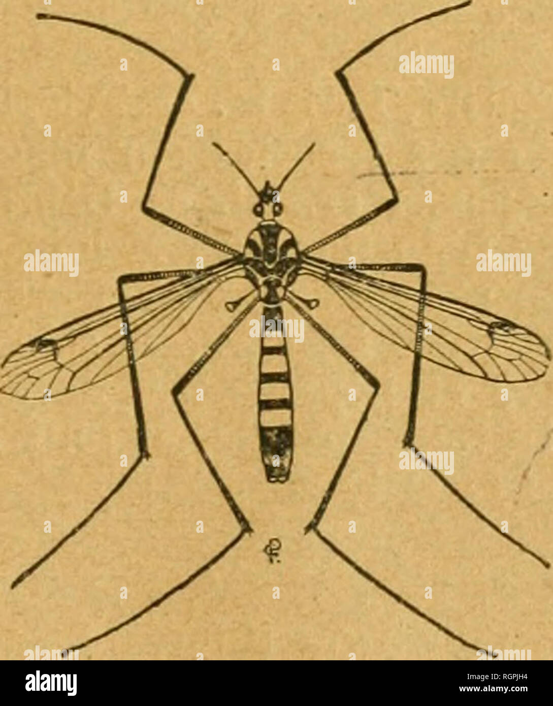 . Bulletin de la Société entomologique de France. Entomology. 1920. — N&quot; 18. BULLETIN IDE lL.Jk. r w SOCIETE ENTOMOLOGIQIË DE FRANCE FONDÉE LE 29 FÉVRIER 1832 RECONNUE COMME INSTITUTION D'UTILITÉ PUBLIQUE PAU DÉCRET DU 23 AOÛT 1878 ^alura maxime miranda in minimis.. PARIS AU siège; de la. société HOTEL DES SOCIÉTÉS SAVANTES 28, Rue Serpente, VP 19 20 ^mmm Le Bulletin paraît deux fois par mois.. Please note that these images are extracted from scanned page images that may have been digitally enhanced for readability - coloration and appearance of these illustrations may not perfectly resem Stock Photo