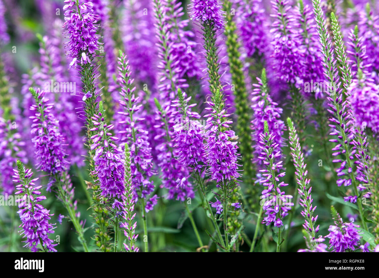 Speedwell Veronica longifolia 'Eveline' Stock Photo Alamy