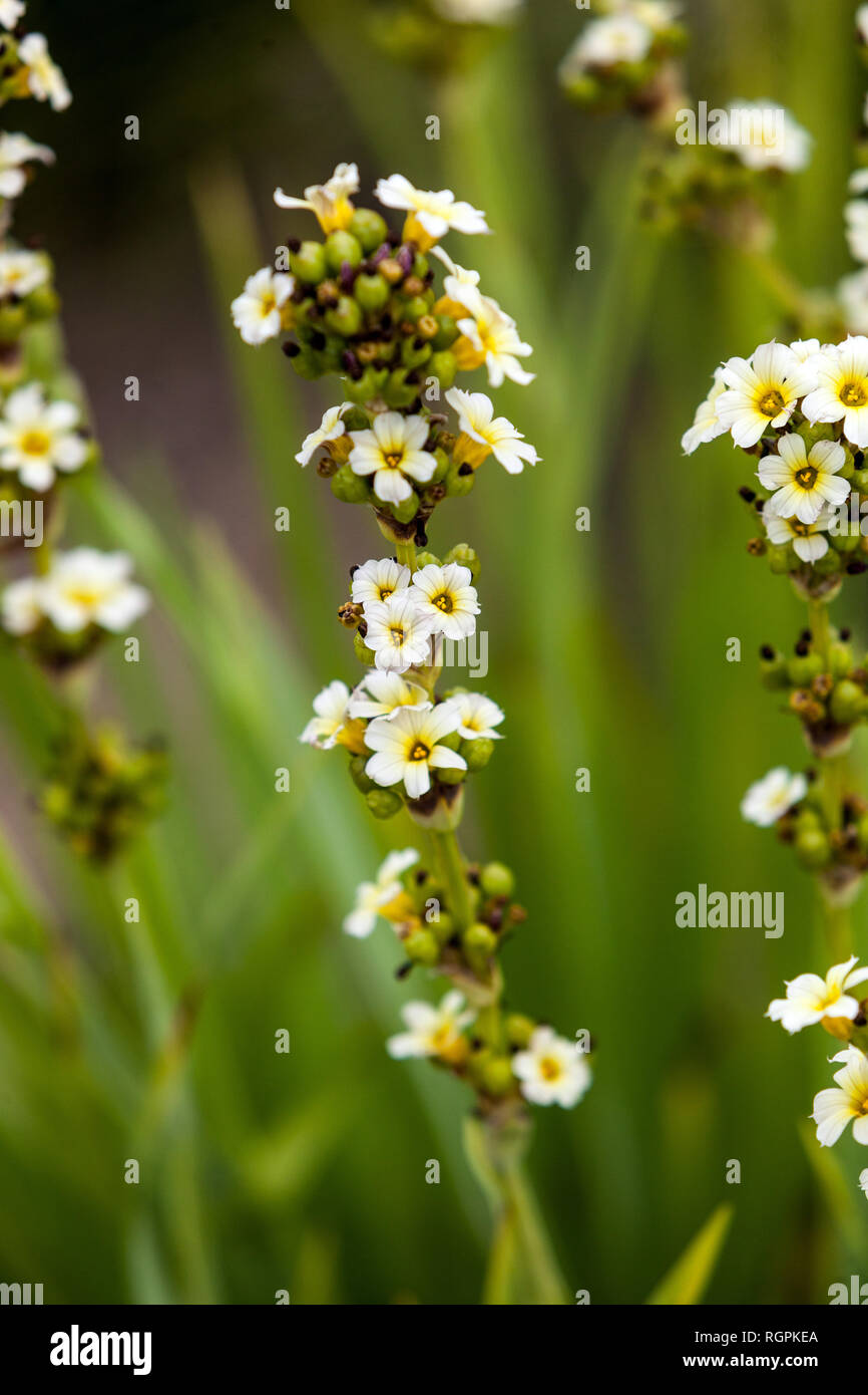 Yellow Eyed Grass, Sisyrinchium striatum Stock Photo