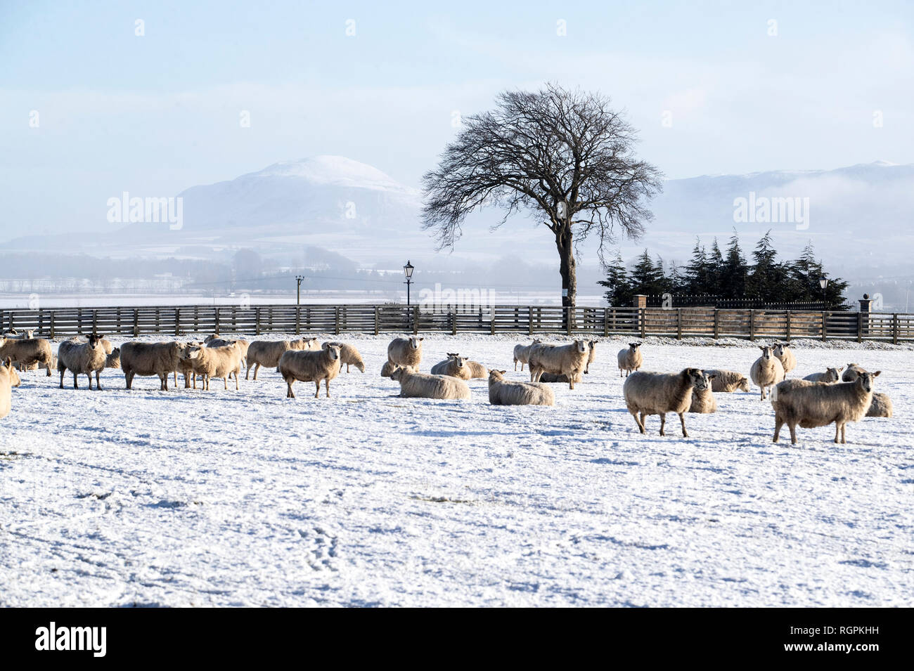 Sheep surrounded by snow-covered fields near Balado in Fife, as forecasters predicted 'very significant snowfall' this week, with temperatures expected to plunge to at least minus 10 degrees Celsius (14F) in some parts of the country. Stock Photo