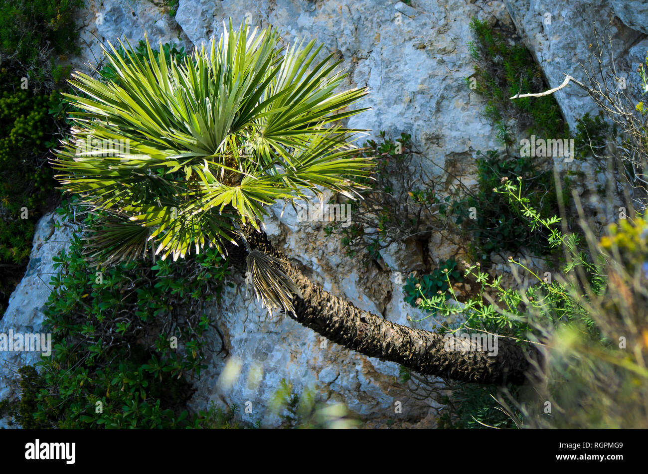 Chamaerops humilis, in the palm family Arecaceae, variously called European fan palm, or the Mediterranean dwarf palm, growing on a rocky cliff side. Stock Photo