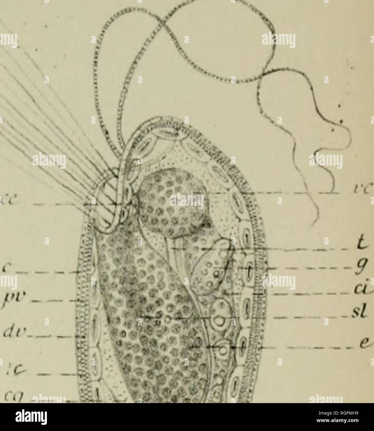 . Bulletin de la Soci zoologique de France. Zoology. Fig.5 .^' r: n i A'- Fig.5 y V Fig 8  ^- II fe &quot;i^' Fig.7 /''â¢ .'^â ' ..1 (â ( m Fi^B i^ â â .â .;;, .^.iilf ..--'jf Tio.3   ^'l ^ . - ^ /' ^. Wm^ .   Oit- mp co OtL' -   ,&lt;l- V  FiglC J Af cr fig.i* fig,:) ''15 .- - ' ^4^'. h(^l Fig4. Please note that these images are extracted from scanned page images that may have been digitally enhanced for readability - coloration and appearance of these illustrations may not perfectly resemble the original work.. Soci zoologique de France. Paris, Soci zoologique de France Stock Photo