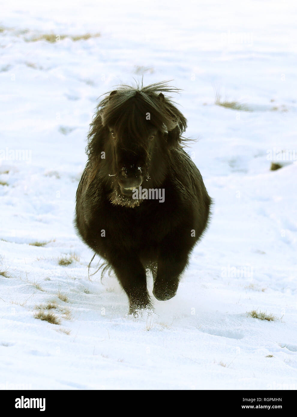 A Shetland pony gallops in a field in Tingwall on the Shetland Islands after recent snowfall. Stock Photo