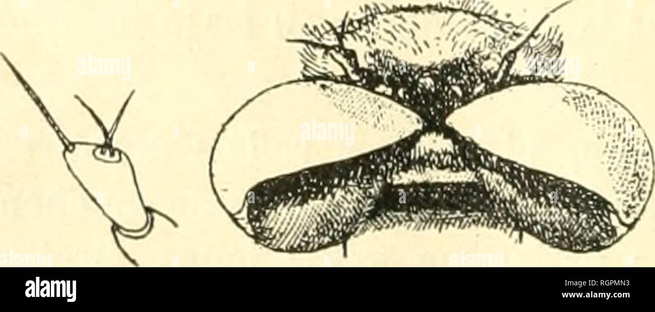 . Bulletin de la SociÃ©tÃ© entomologique de France. Entomology. 44 Bulletin (le la SociÃ©tÃ© Entomologique do Fnnicc. avec quelques fortes macrochÃ¨tes lendues en avant. MÃ©soglosse Ã©pais et charnu. Palpes et antennes noires, celles-ci larges et courtes avec une soie longue, nue et Ã©paissie Ã sa base. Thorax avec 3 lignes plus foncÃ©es Ã peine distinctes. Abdomen parallÃ¨le, plutÃ´t dÃ©primÃ©, cou- vert de longues soies; sous certain jour, le fond parait blnncliÃ tre et laisse voir une ligne noire longitudinale et mÃ©diane. Organe gÃ©nital l)eu apparent. Cuillerons d'un blanc jaiuiÃ¢tre, lÃ© Stock Photo