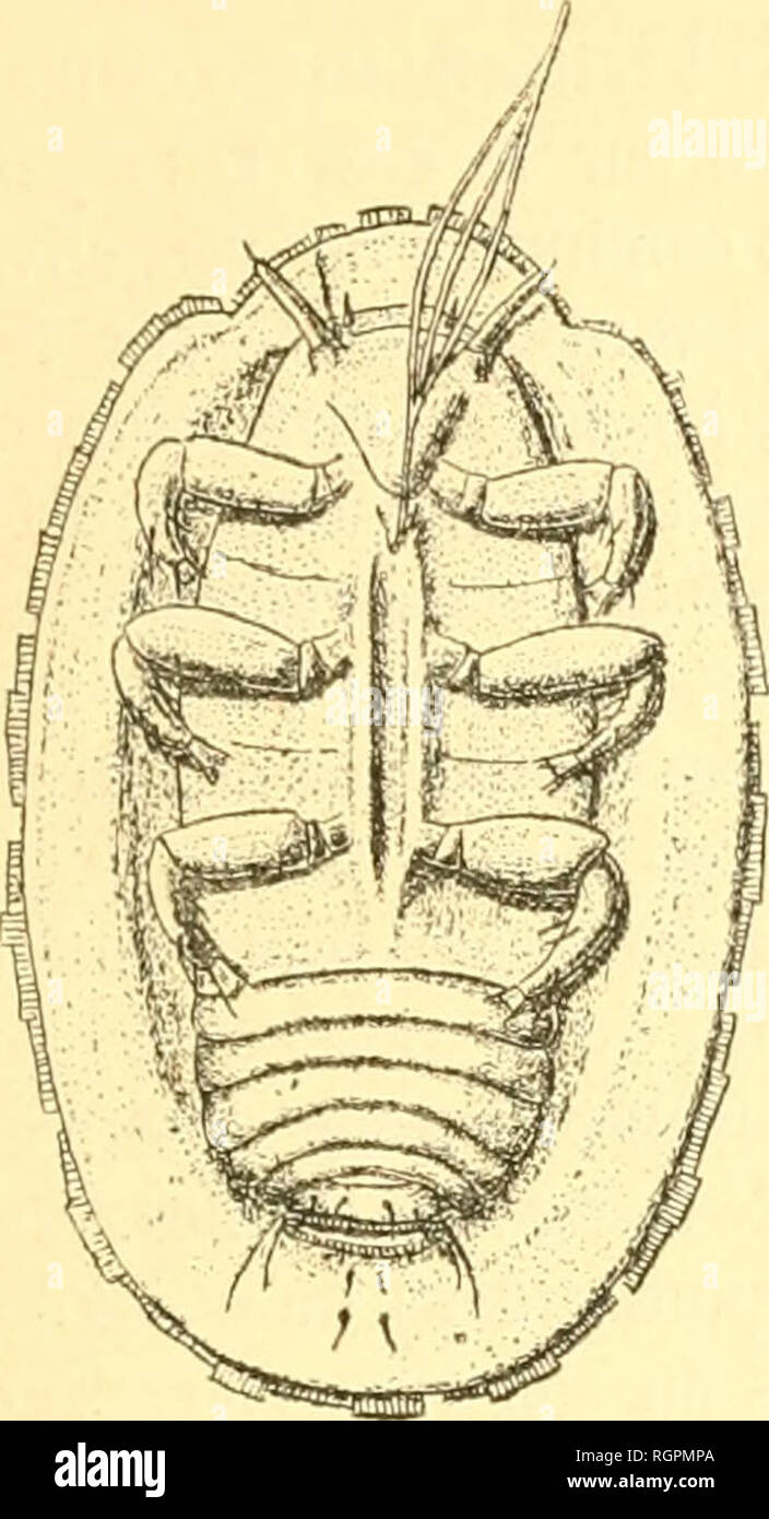 . Bulletin de la Société entomologique de France. Entomology. Séance du 2o mai 1808. 2lo liés par une mombraiir transparente. On aperçoit encore une soie très courte au-dessus de chaque antenne, ainsi qu'au-dessus de chaque hanche, et une rangée transver- sale de dix poils semblables sur chaque segment abdominal: au dernier segment, ces soies sont longues. — Long. l,2o mill. Ce Coccide vit sur les feuilles de Rhani- nus alatenms L. et olcok/es et y pro- voque des galles cylindriques, de la cou- leur et de la consistance de la feuille, hautes de 3 et larges de 1 mill., situées. Please note that Stock Photo