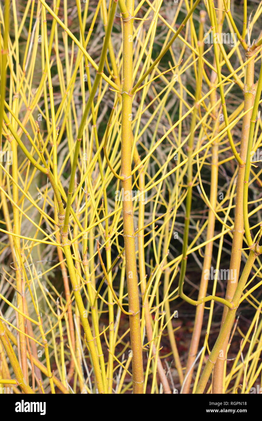 Acer negundo hi-res stock photography and images - Alamy