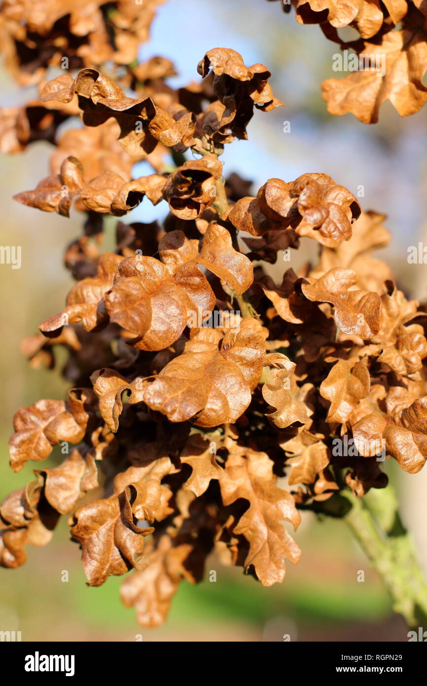 Quercus cerris 'Curly Head' foliage in December, UK Stock Photo