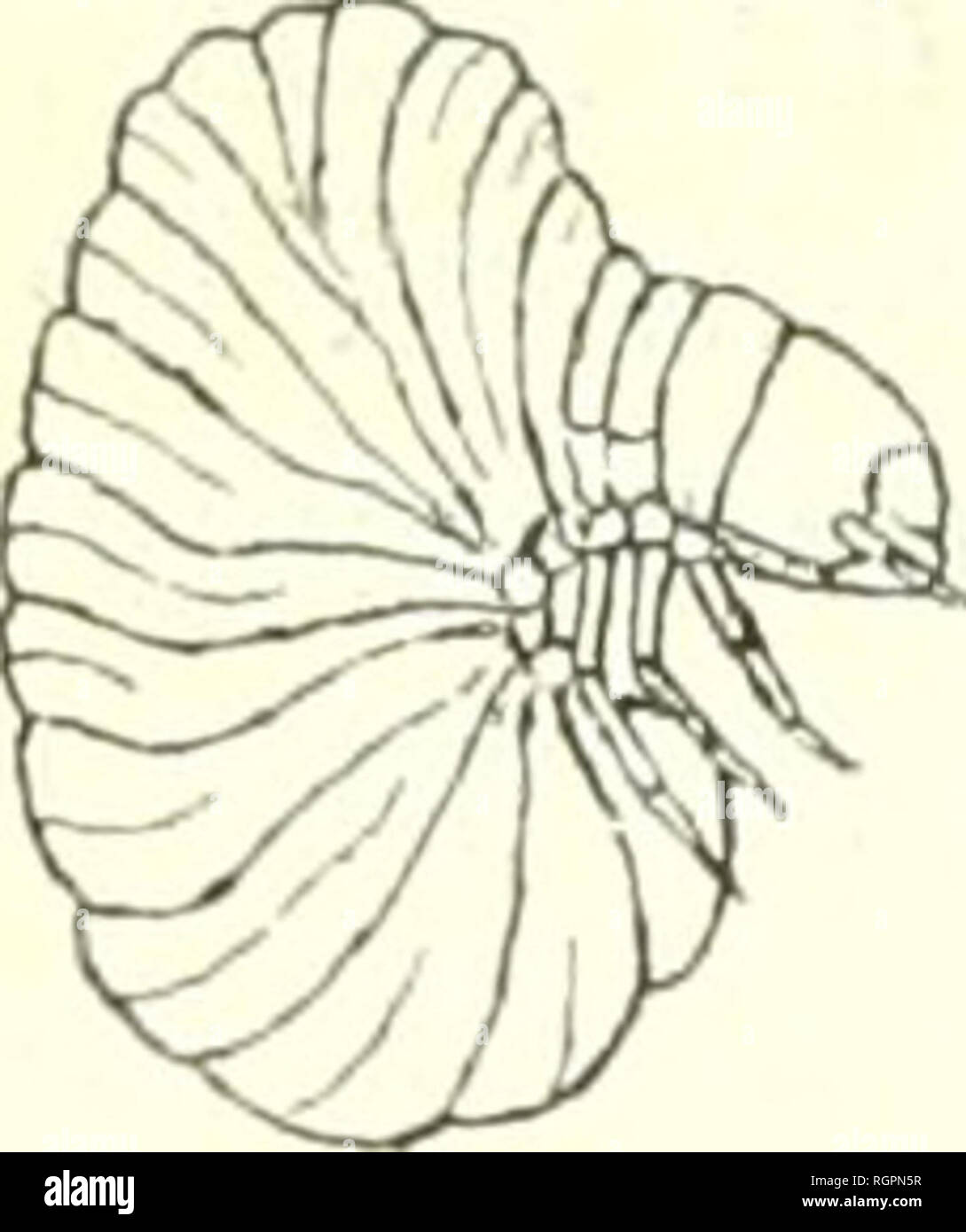 . Bulletin de la SociÃ©tÃ© entomologique de France. Entomology. 70 Bulletin de hi SociÃ©tÃ© Entomotogique de France. privÃ©e d'yeux. Sur le frout rentlÃ© se voient4 fossettes, la plus grande en avant, au-dessus de 1 epistome, deux latÃ©rales de dimension moindre et une toute petite, mÃ©diane, d'oÃ¹ part un lÃ©ger sillon rendant le vertex bilobÃ©. Les mandibules robustes, rembrunies Ã l'extrÃ©mitÃ©, se terminent par deux dents Ã©vidÃ©es en dessous, l'une formant pointe, l'autre interne et en retrait. Les mÃ¢choires charnues, couvertes de cils courts, portent des palpes dÃ©veloppÃ©s et composÃ©s Stock Photo