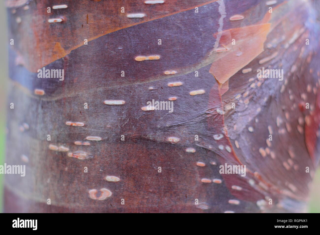 Striking caramel tones of Betuula utilis 'Wakehurt Place Chocolate' bark, a Himalyan Birch tree, winter, UK Stock Photo