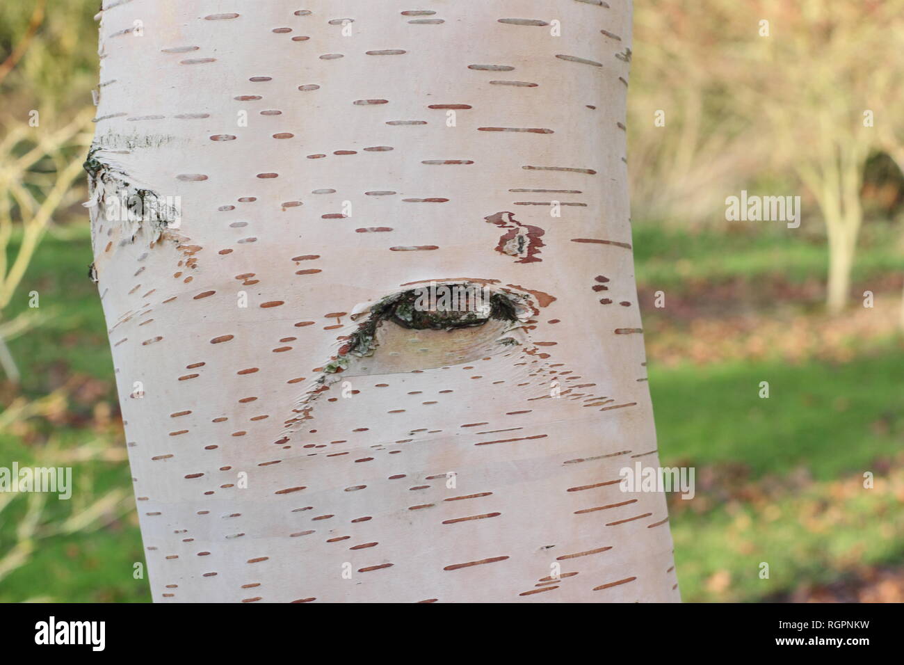 Attractive Bark High Resolution Stock Photography and Images - Alamy