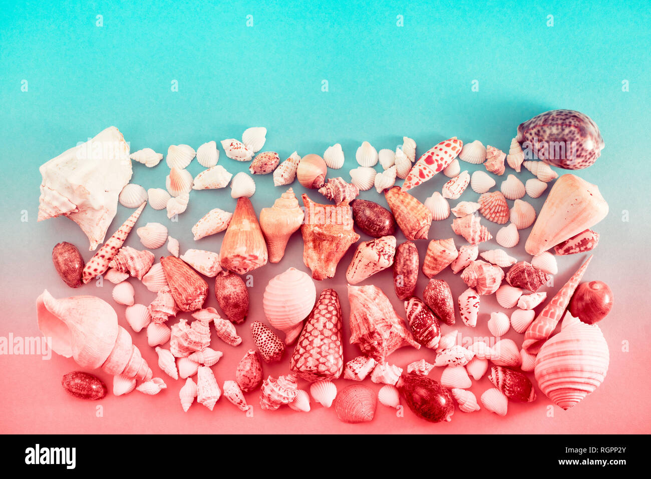 Different sea shells on live coral background. Top view flat lay Stock Photo