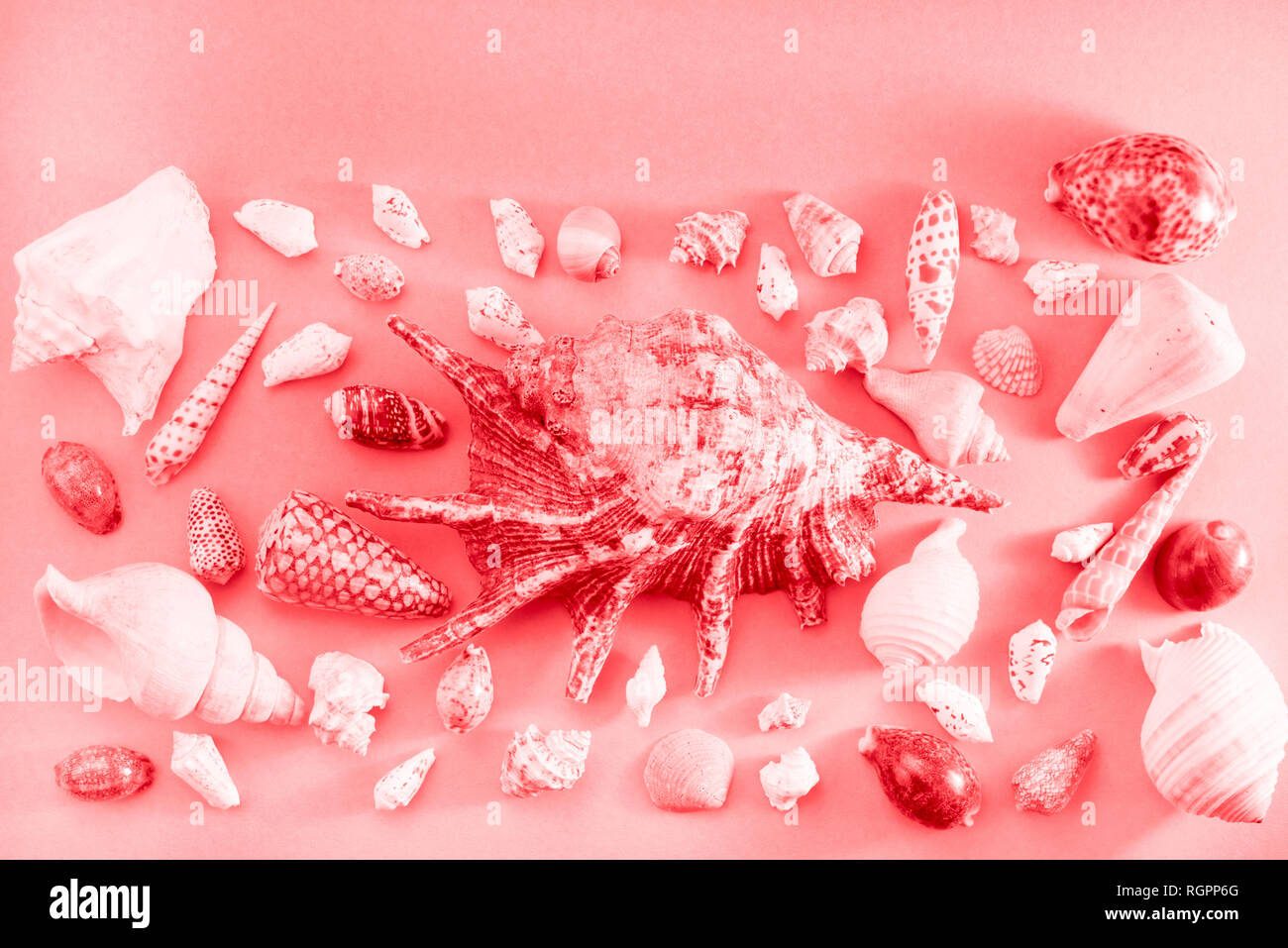 Different sea shells on live coral background. Top view flat lay Stock Photo
