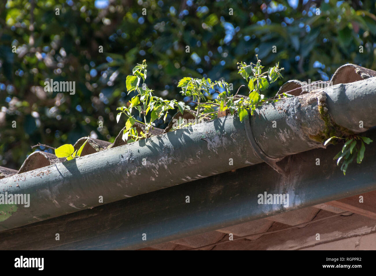 A close up front view of a old light and dark green gutter where the ...