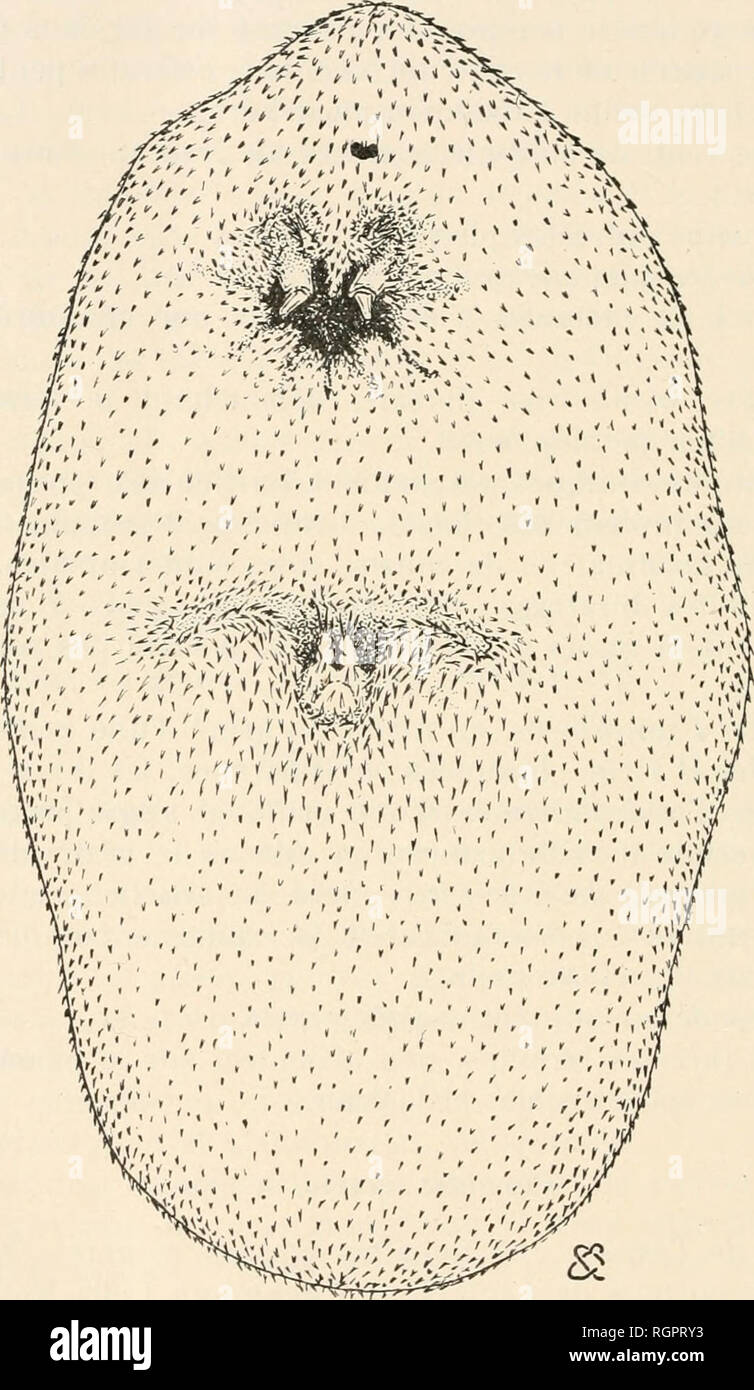 Bulletin De La Socia C Ta C Zoologique De France Zoology 138 Saance Nu L3 Juillet 1915 Femelle Dimensions Long 1 Mm A 1 Mm 5 Larg 0 Mm 8 A 1