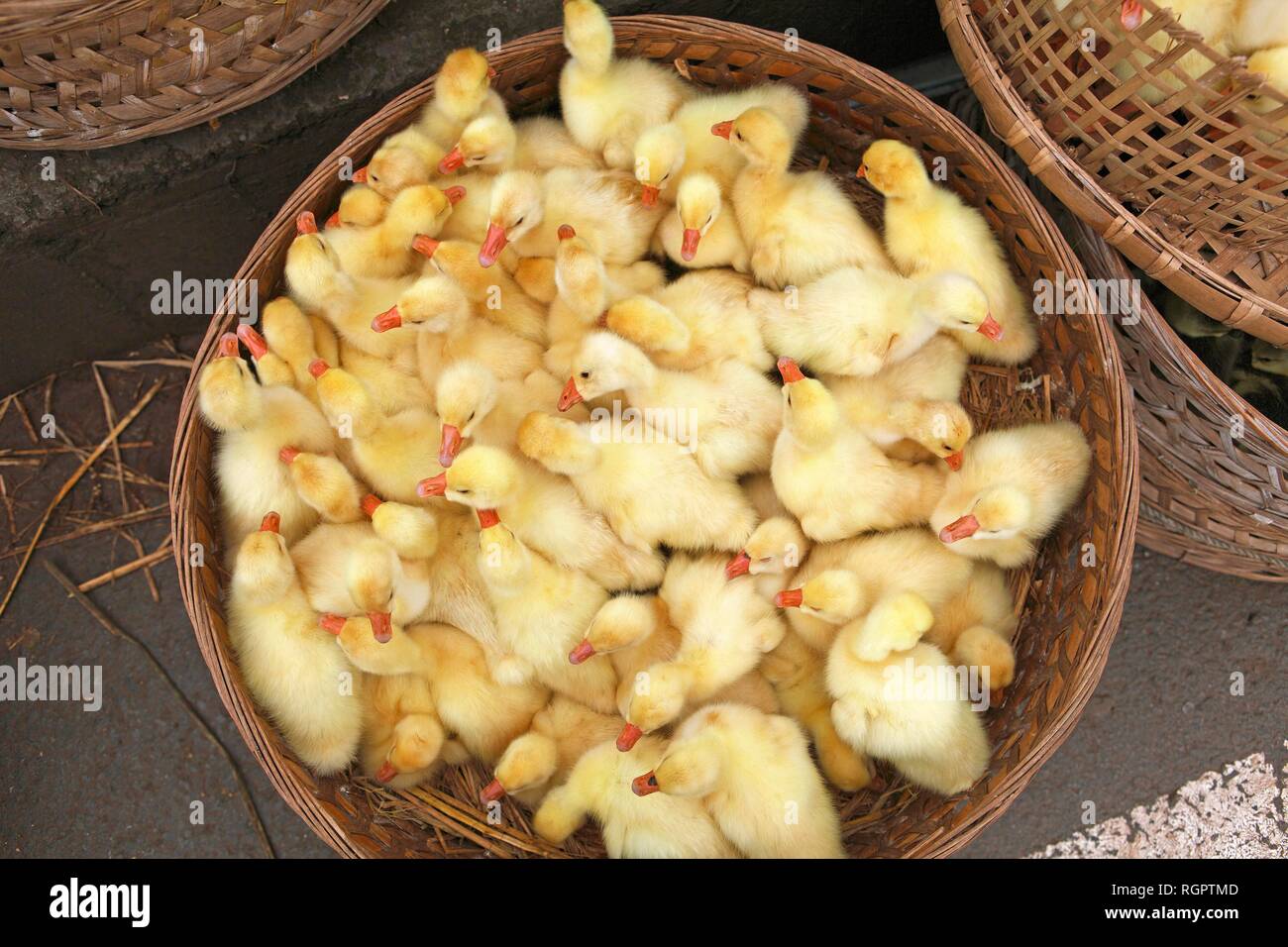 Chickens for sale, street market in Fu Sheng, Chongqing Province, China Stock Photo