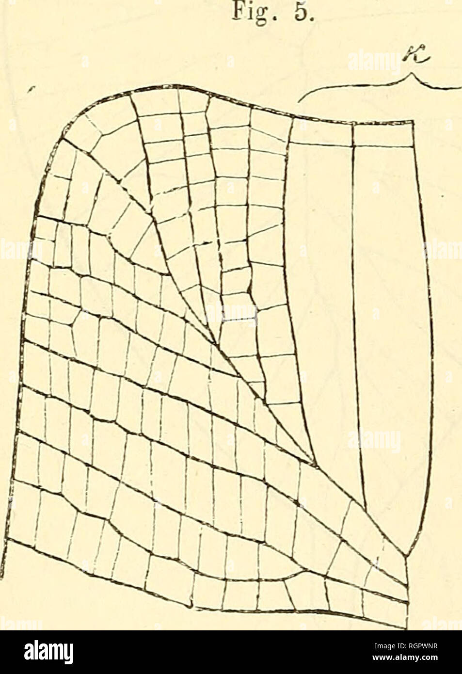 Page 3 P 453 High Resolution Stock Photography And Images Alamy