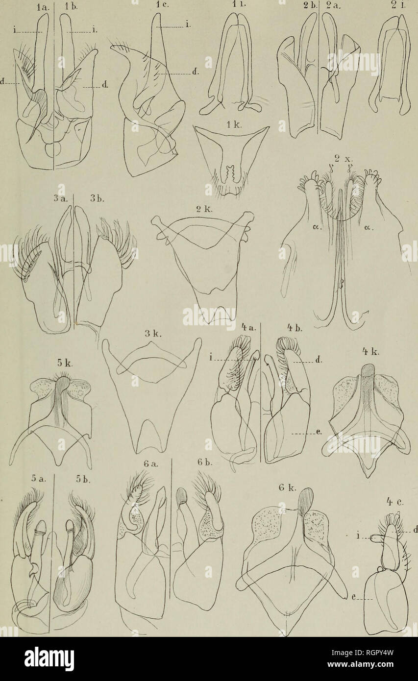 . Bulletin de la SociÃ©tÃ© impÃ©riale des naturalistes de Moscou. Science; Geology; Natural history; Biology. Bulletin 1885. la Tab.l. ÐÐ¸Ñ. Ð. Ð¬Ð°Ñ Ð¼Ð°Ð½Ñ.. Please note that these images are extracted from scanned page images that may have been digitally enhanced for readability - coloration and appearance of these illustrations may not perfectly resemble the original work.. Moskovskoe obshchestvo liubitelei prirody. Moscou : Typ. de l'UniversitÃ© impÃ©riale Stock Photo