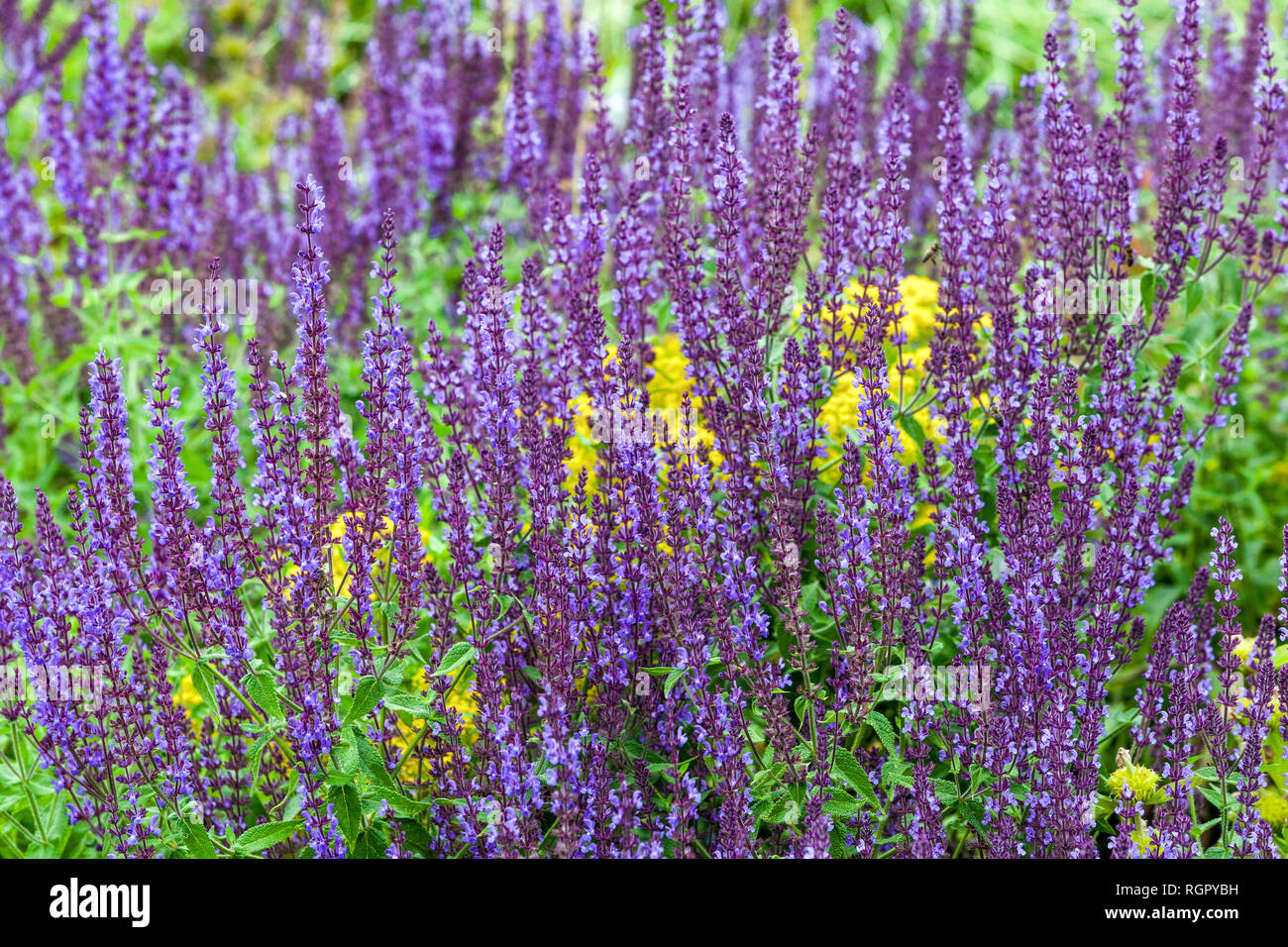 Blue Herbaceous Sage Salvia melliferous plant for dry sand places in June garden Salvias flowers Stock Photo