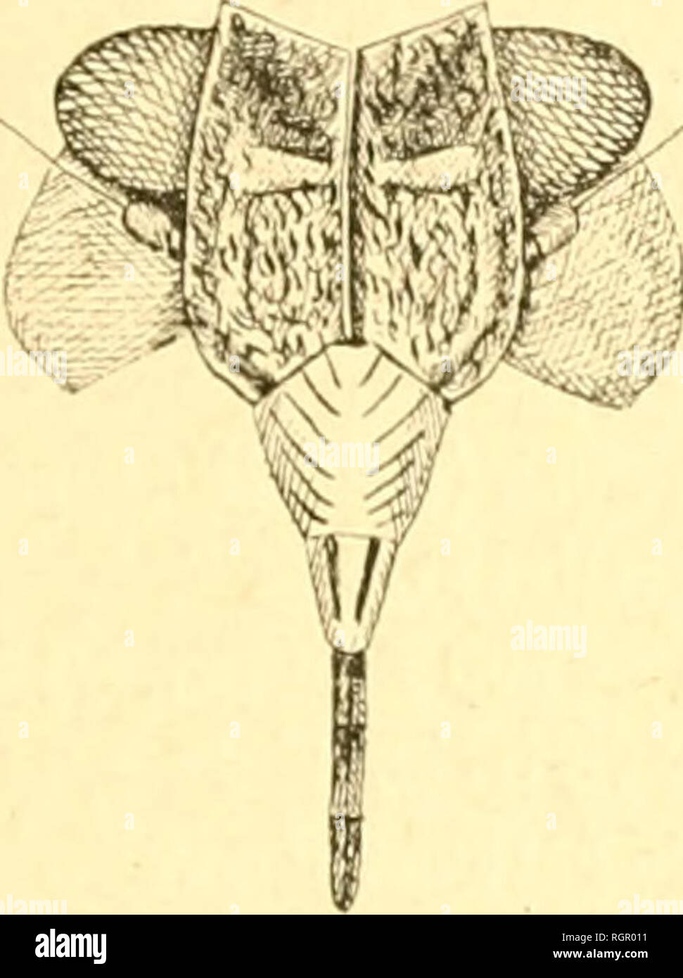 bustier asymétrique