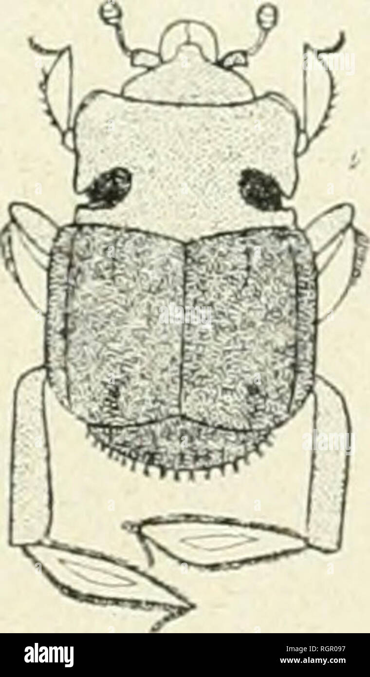 Bulletin De La Societe Entomologique De France Entomology Bulletin De La R R Societe E Tomologiolle Ide France Fondee Le 29 Fevrier 12 Reconnue Comme Institution D Utilite Publique Par Decret Du 23