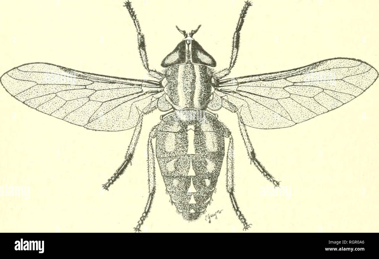 balançoire extérieur