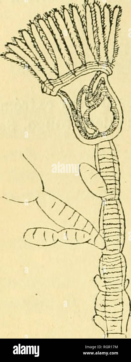 page 13 le cha high resolution stock photography and images alamy