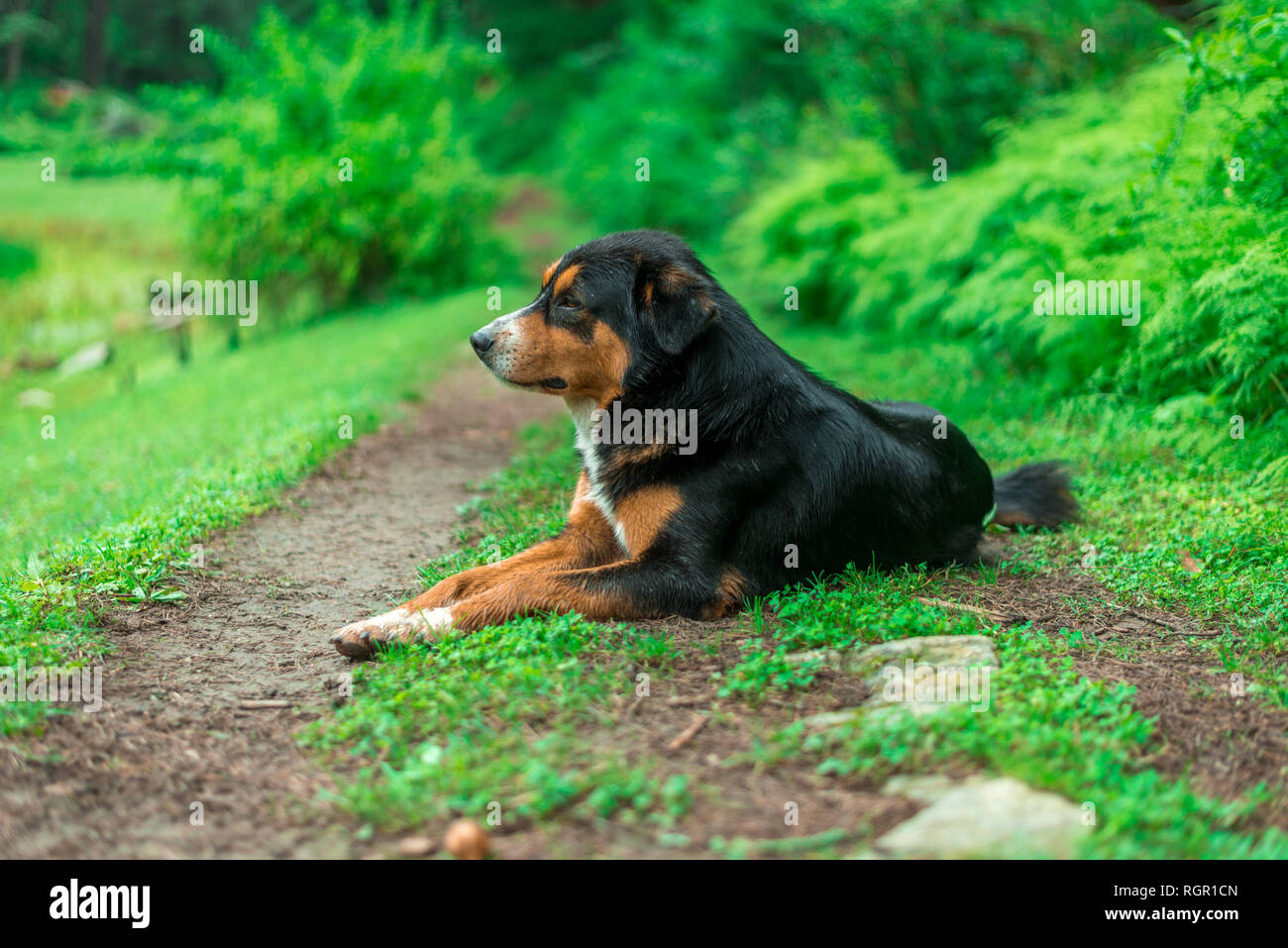 Black Indian Dog in Forest in Himalayas, Sainj Valley, Himachal Pradesh