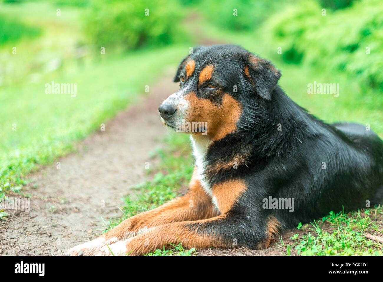Black Indian Dog in Forest in Himalayas, Sainj Valley, Himachal Pradesh