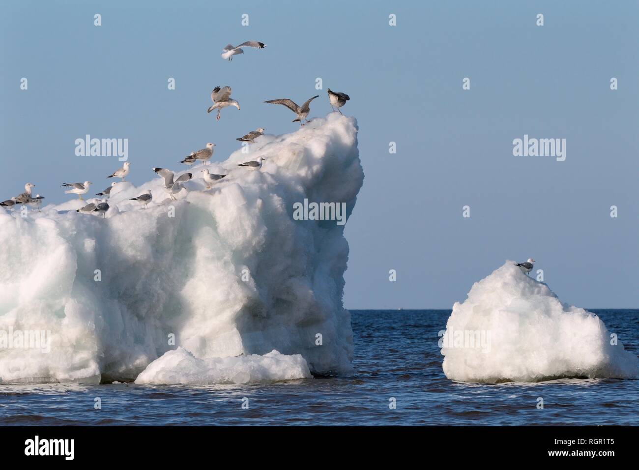 Migrant gulls landing to join others resting on wind-blown lake ice piled up near the shore of Lake Peipsi, Jogeva county, Estonia, April. Stock Photo