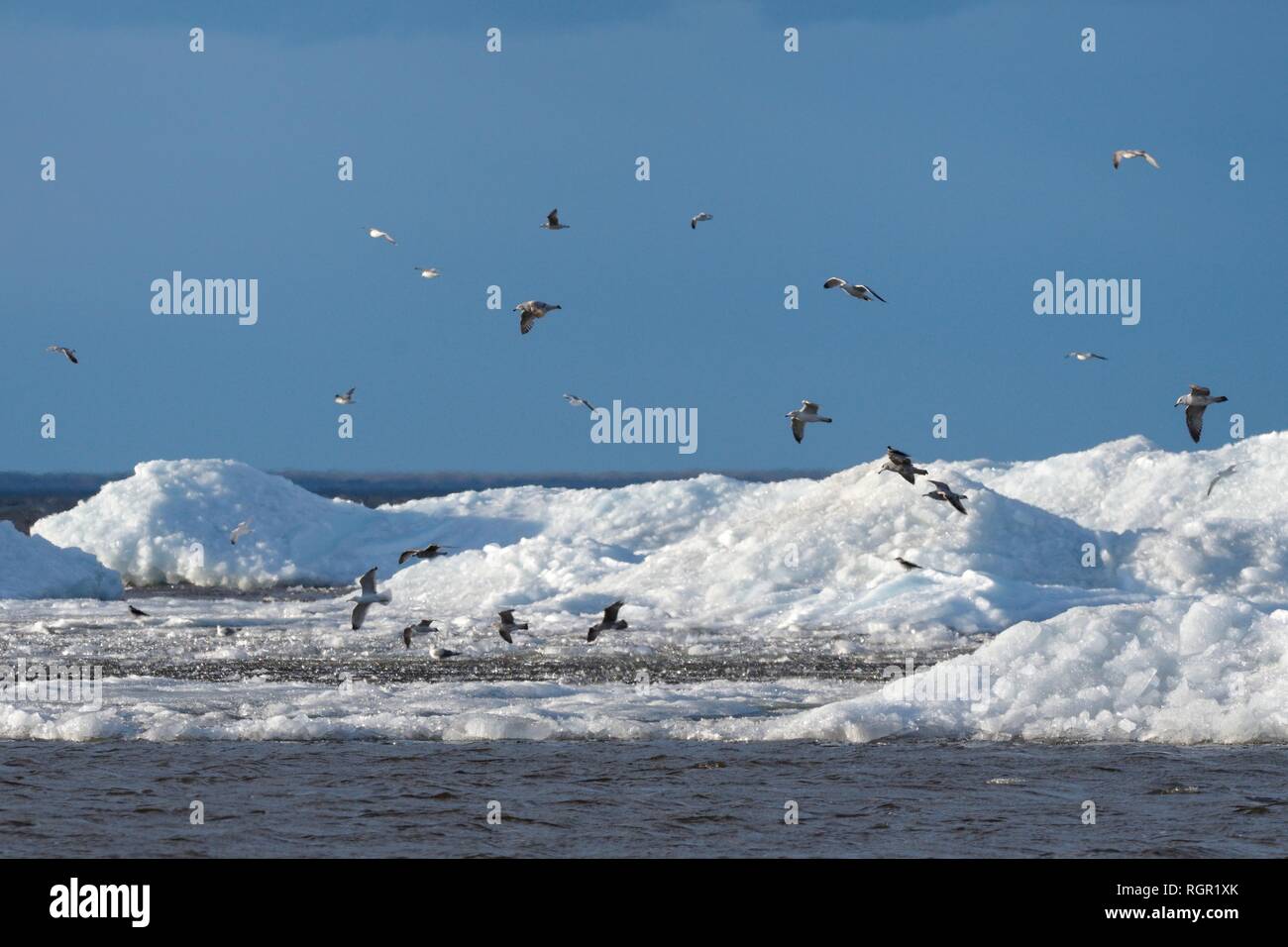 Common gulls (Larus canus) migrating over wind-blown lake ice piled up near the shore in spring, Lake Peipsi, Estonia, April. Stock Photo