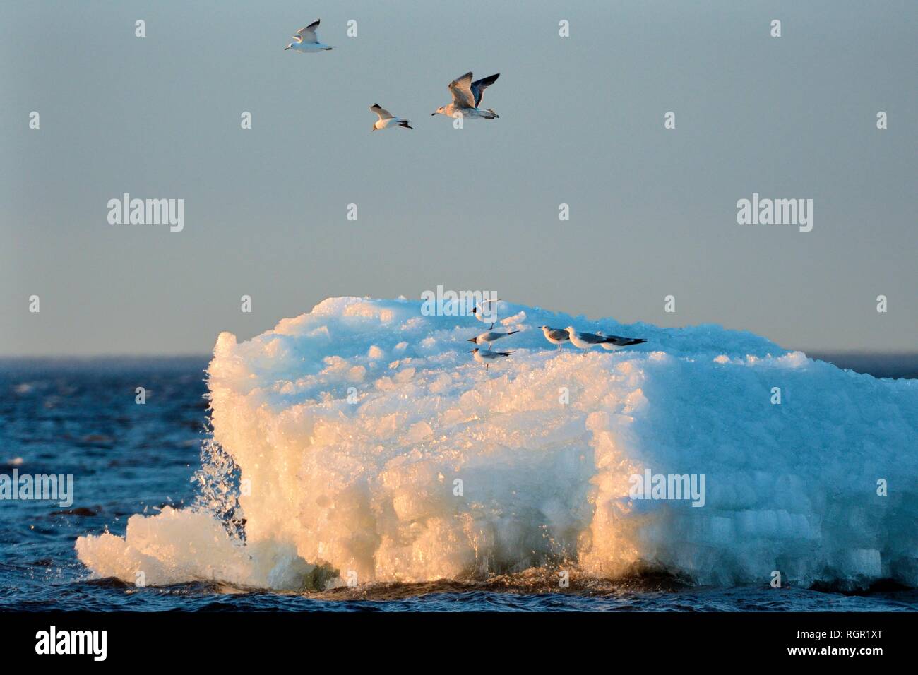 Migrant gulls taking off in alarm as as the piled up, wind-blown lake they were sitting on partly collapses as it thaws, Lake Peipsi, Estonia, April. Stock Photo