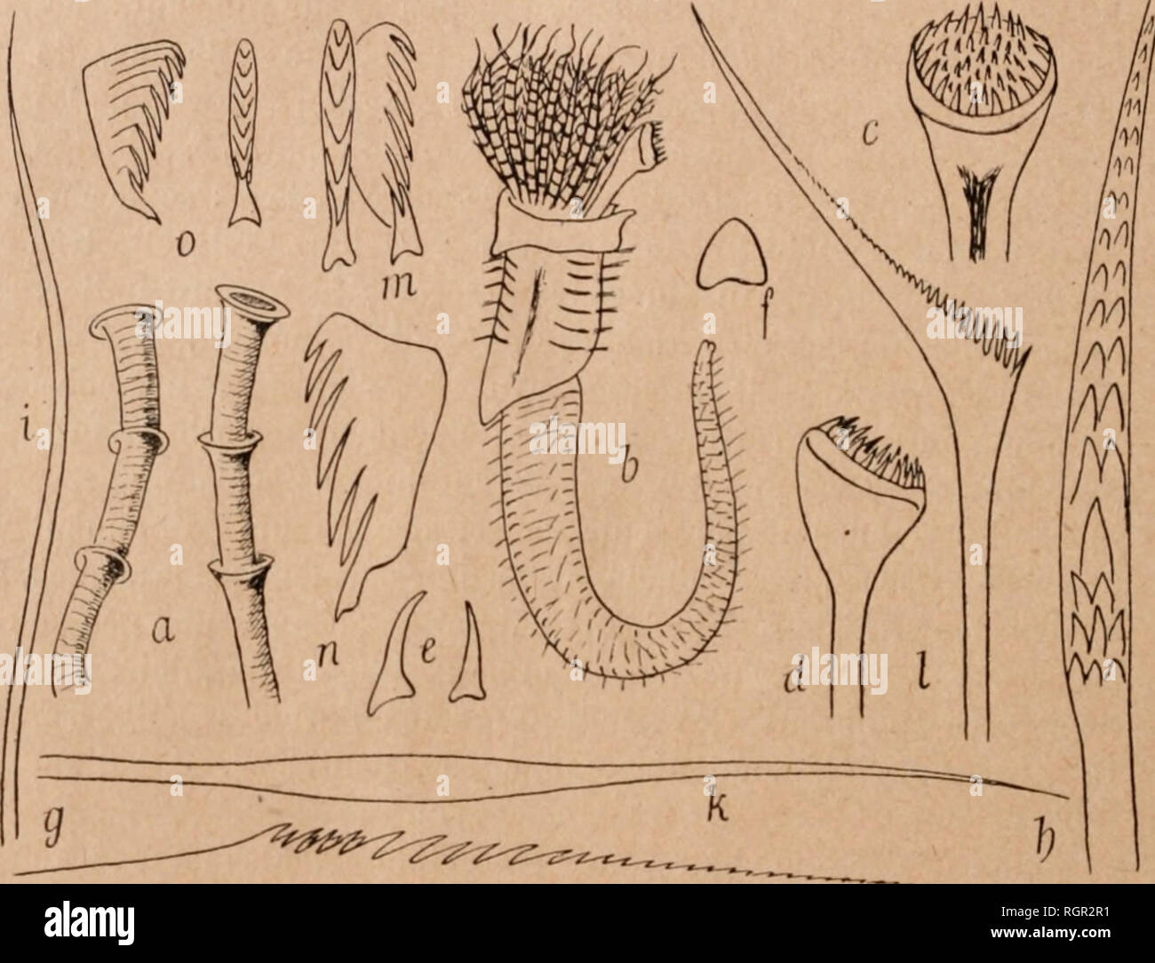 Enigmatica High Resolution Stock Photography And Images Alamy