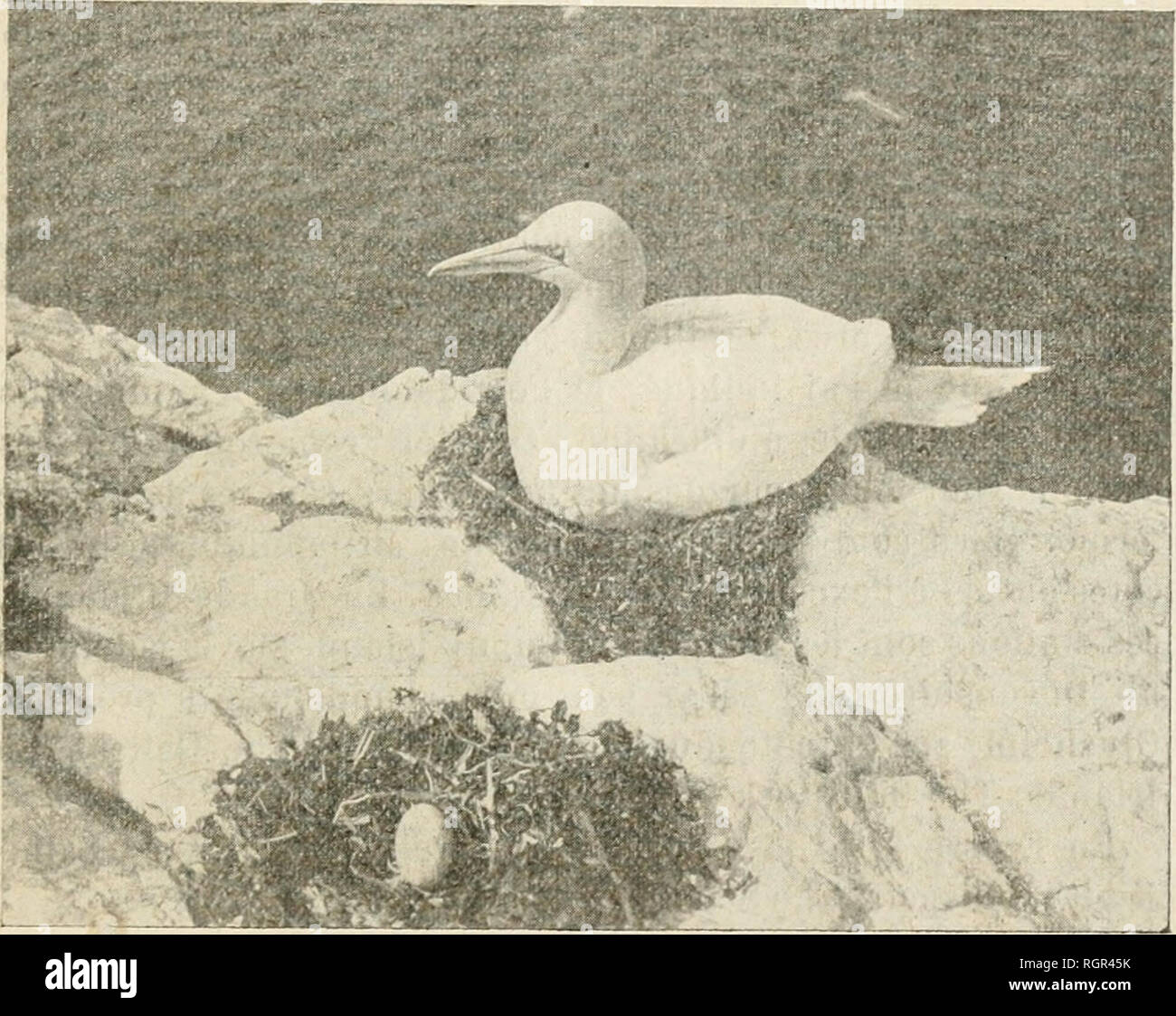 . Bulletin de la Socit nationale d'acclimatation de France. Socit nationale d'acclimatation de France; Animals; Zoology, Economic; Botany, Economic. LE FOU DE BASSAN 293 cependant le corps plus allongÃ© et son envergure est considÃ©- rable. EntiÃ¨rement blanc, Ã l'exception des grandes pennes de l'aile, qui sont noires, et du derriÃ¨re de la tÃ¨te, qui est jaunÃ¢tre, le Fou de Bassan a le bec sensiblement diffÃ©rent de celui des GoÃ©lands et des Cormorans. Ce bec, de couleur verdÃ tre, res- semble plus Ã une pioche qu'Ã un crochet. Les yeux du Fou de Bassan, qui sont blancs ou jaune clair, son Stock Photo