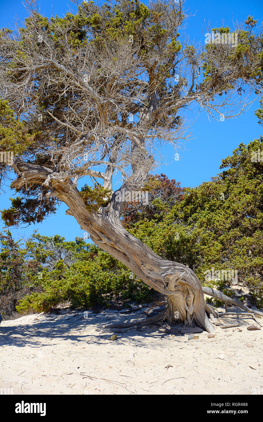 curved branched juniper tree, semi-dry, grows out of sand, near the green bushes Stock Photo