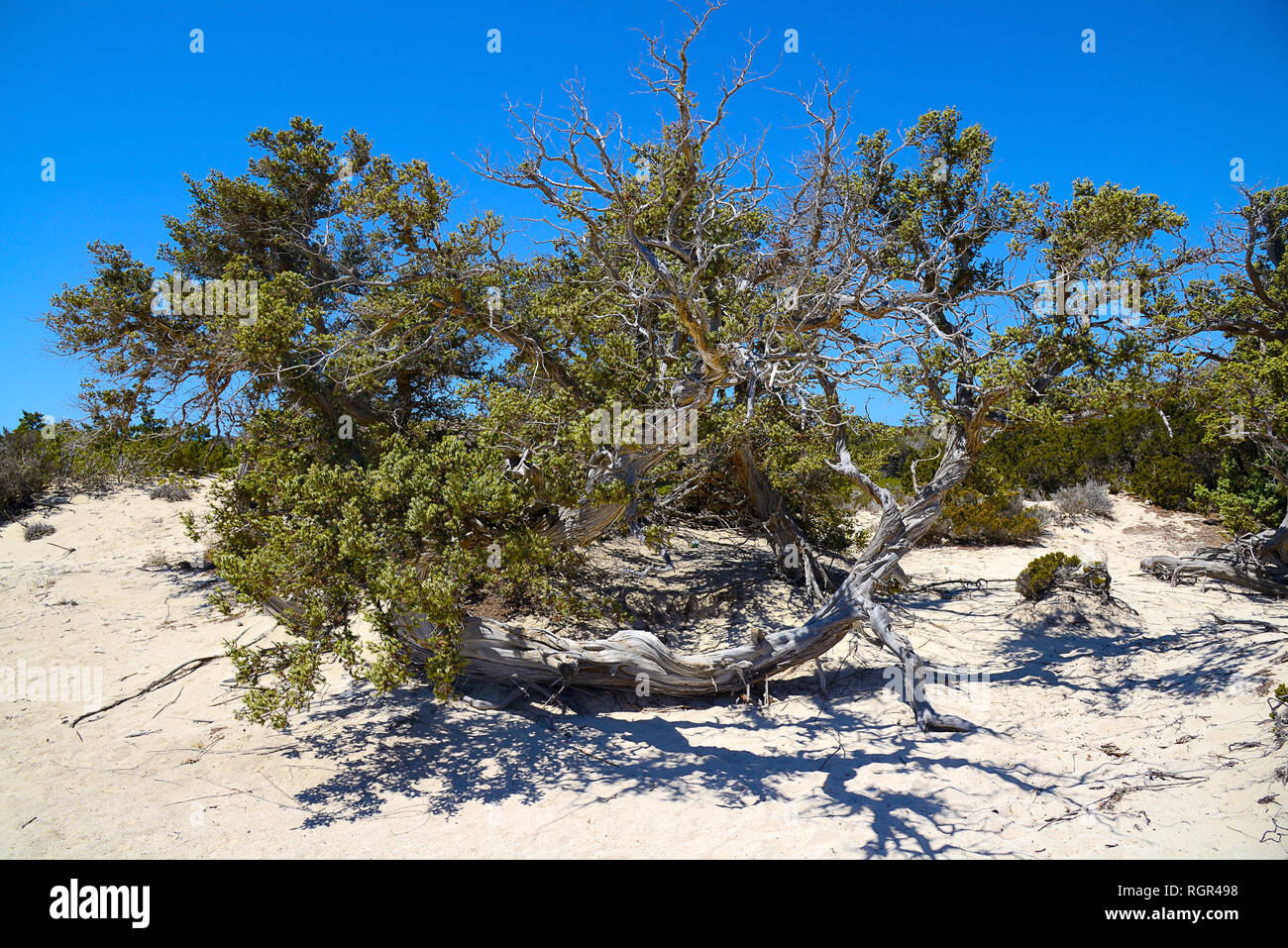 curved branched juniper tree, semi-dry, grows out of sand, near the green bushes Stock Photo