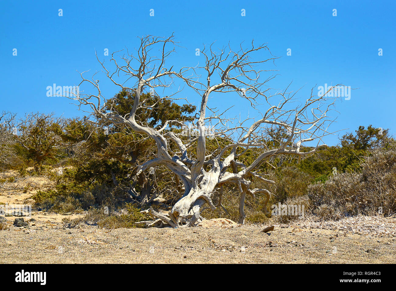 dried white tree, crooked, green bushes, sand and blue sky Stock Photo