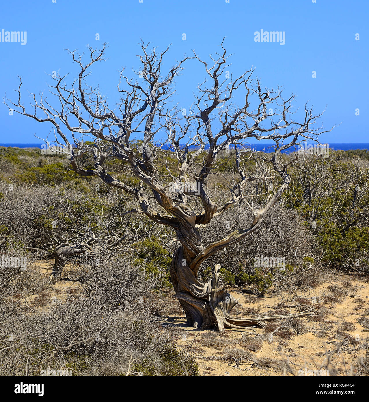 a large crooked tree in the center, green bushes behind, in the distance a thin strip of sea, square format Stock Photo