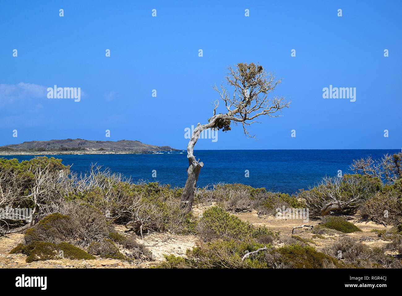 lonely crooked tree with a bright trunk and branches at the top, in the distance the sea and the island Stock Photo