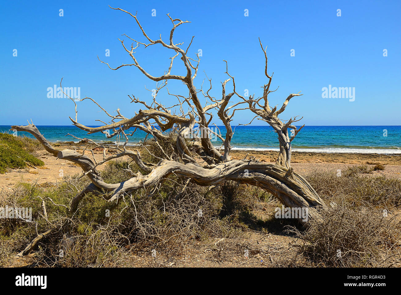 a large winding snag lying on the sand, followed by the seashore Stock Photo
